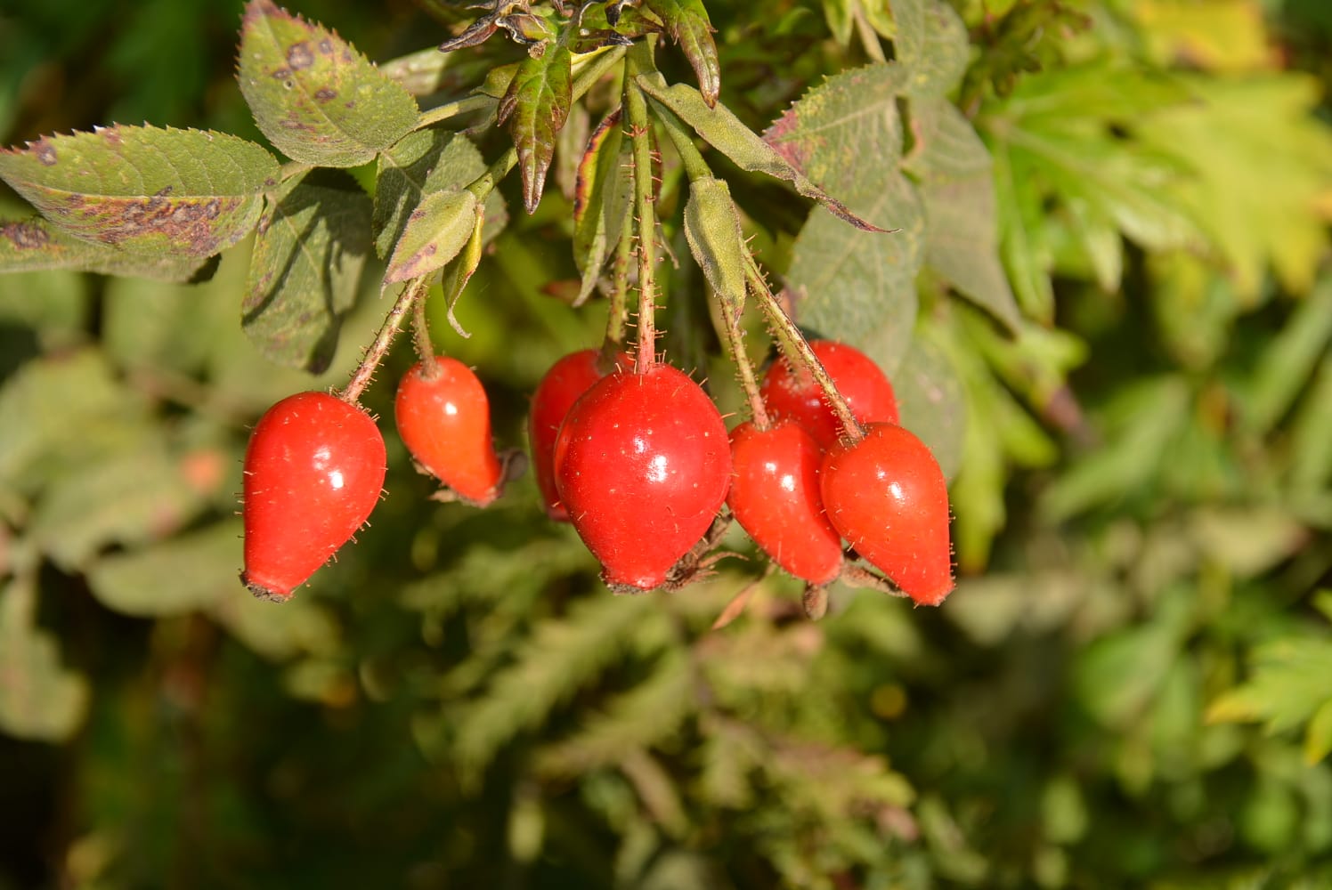 Vitamine aus der Natur