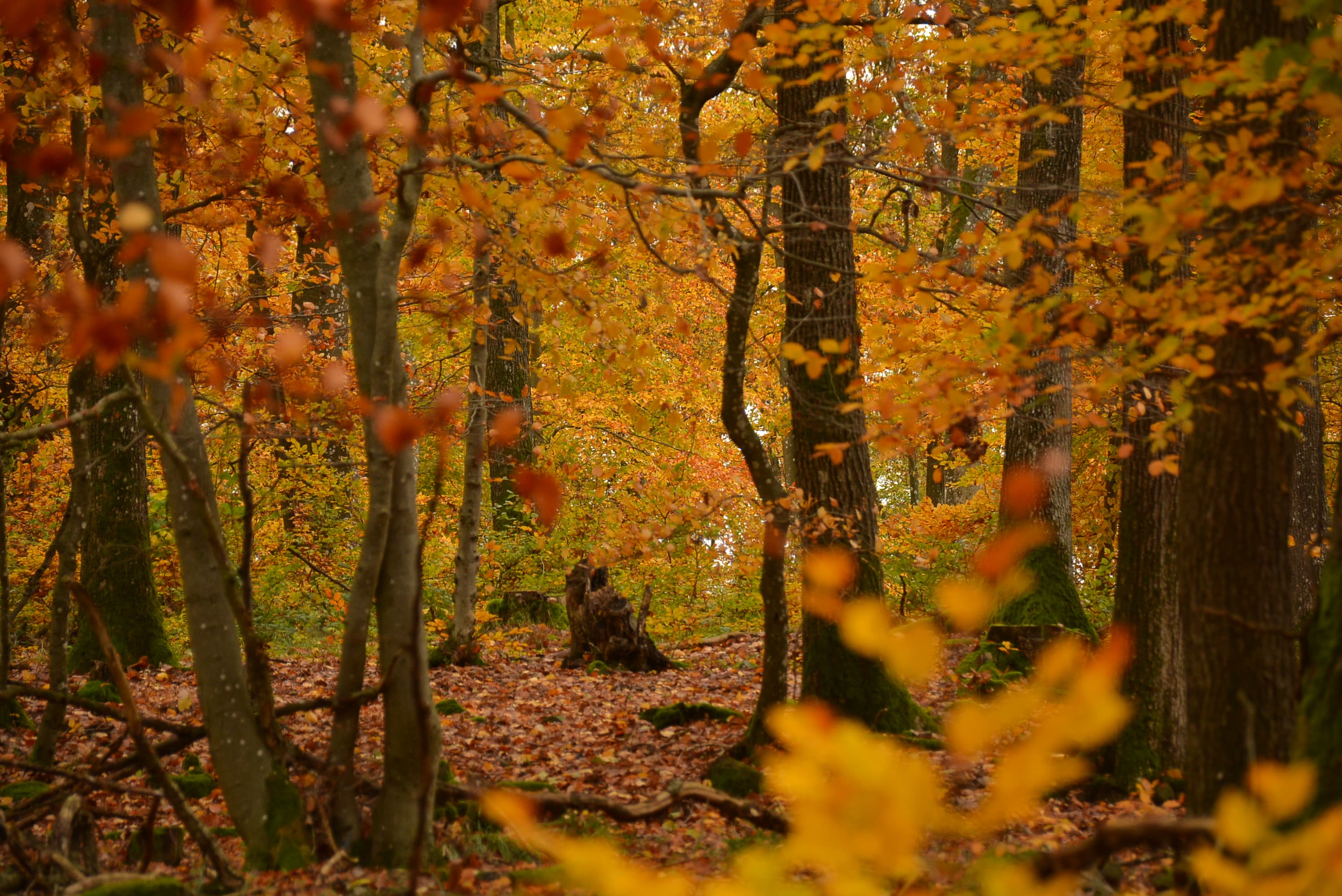 Waldbaden, Wertschätzung